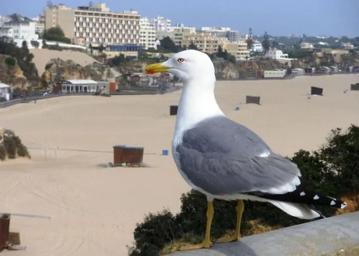 T1 Na 1 Linha Da Da Rocha *