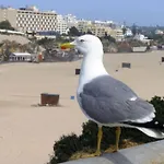 T1 Na 1 Linha Da Da Rocha *